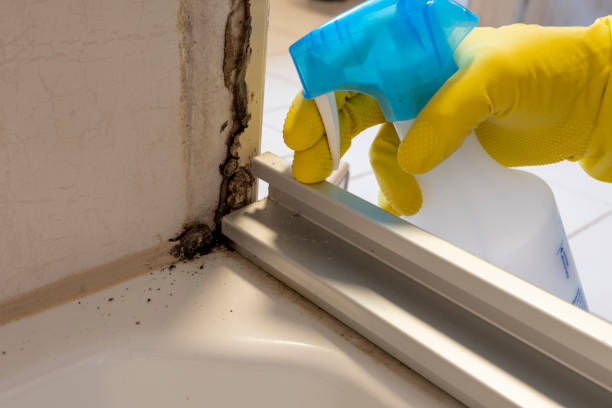 Best DIY Mold Remediation Support Services in Rosedale, MD