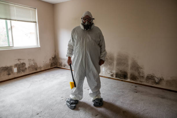 Best Kitchen Mold Remediation in Rosedale, MD